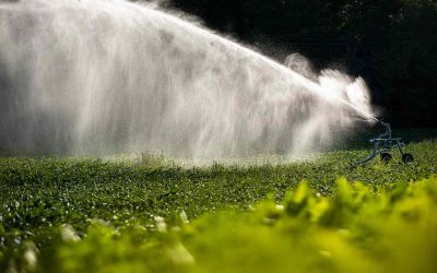 L’impact environnemental de l’agriculture intensive