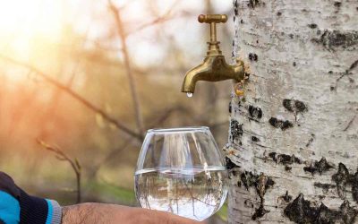 Quels sont les dangers de la sève de bouleau pour l&rsquo;homme ?