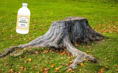 Comment détruire une souche d&rsquo;arbre avec du vinaigre blanc ?