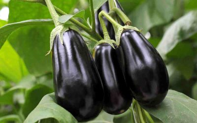Peut-on garder un pied d&rsquo;aubergine d&rsquo;une année sur l&rsquo;autre ?