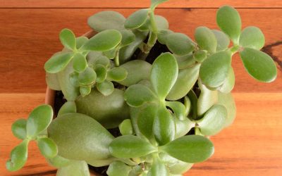 Arbre de jade : pourquoi les feuilles deviennent-elles molles ?