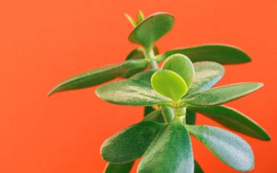 Arbre de jade : signification et symbolique à travers les cultures