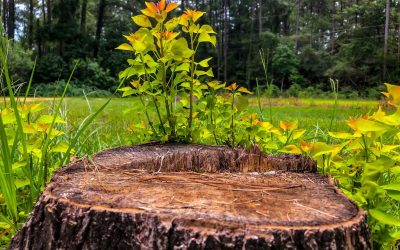 3 méthodes pour tuer une souche d&rsquo;arbre définitivement