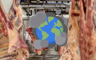 Quelle viande pollue le moins ?