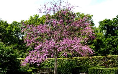 Quels sont les inconvénients des arbres de judée ?