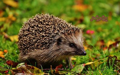 Comment reconnaitre une crotte de hérissons ?