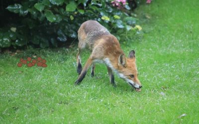 Comment reconnaitre une crotte de renard ?
