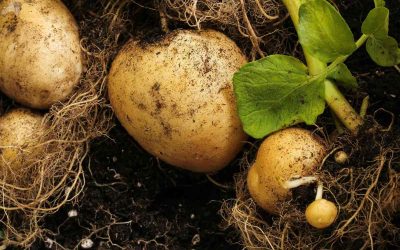 Peut-on planter des pommes de terre toute l&rsquo;année ?