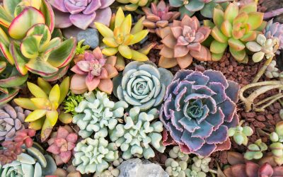 Comment trouver le nom d&rsquo;une plante grasse ?