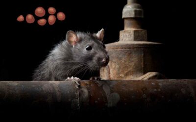 Comment identifier les crottes de rat, les nettoyer et connaître leurs risques sanitaires