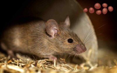 Comment identifier les crottes de souris