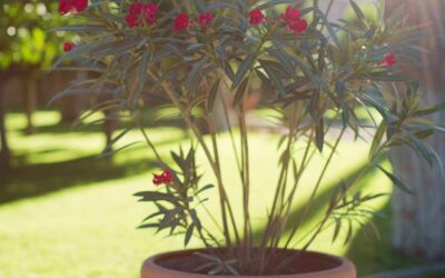 Quand rempoter les lauriers roses ?