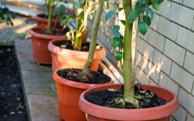 Quand rempoter un camélia ?