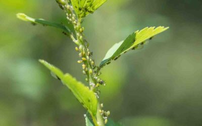 Anti puceron naturel : les meilleures solutions maison efficaces