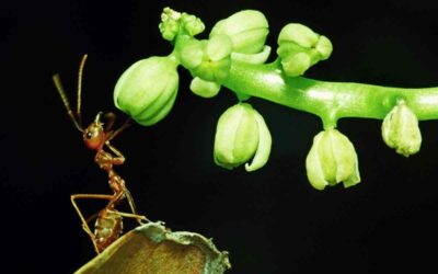 Comment empêcher les fourmis de monter aux arbres fruitiers