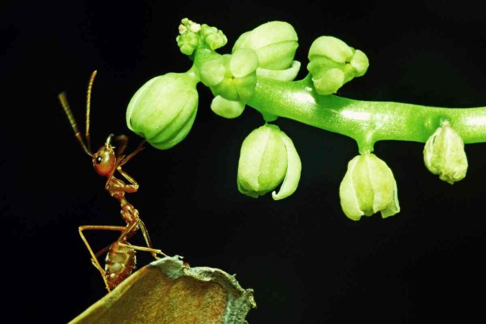 Comment empêcher les fourmis de monter aux arbres fruitiers — free download