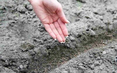 Comment semer des radis : Les secrets des maraîchers pour une récolte en 1 mois