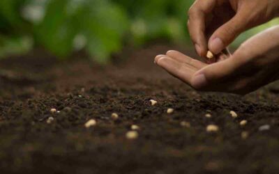 Semer du gazon à la main : Techniques et conseils d&rsquo;expert pour une pelouse luxuriante