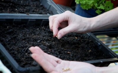 Comment semer du persil : Les secrets d&rsquo;une levée rapide et réussie
