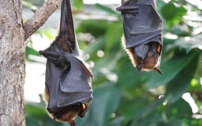 Crottes de chauve-souris : guide d&rsquo;identification