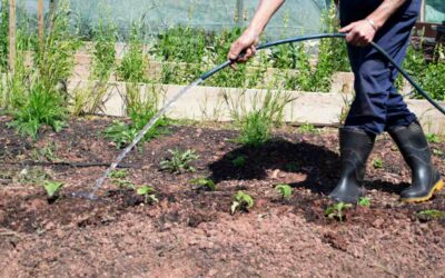 Faut-il arroser les semis tous les jours : Guide d&rsquo;arrosage optimal