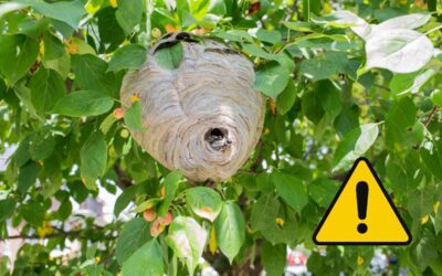 Frelons dangereux : guide des espèces et mesures de sécurité à connaître
