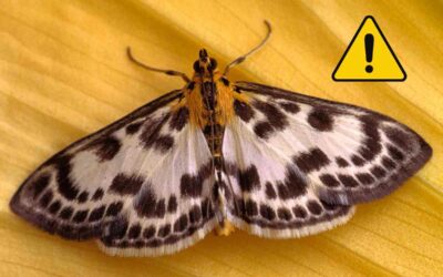 Papillons de nuit dangereux : guide des espèces à risque