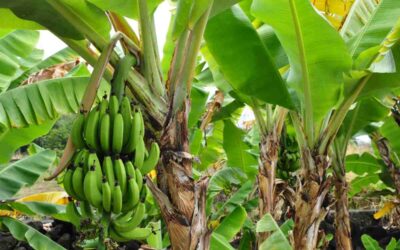 Comment planter un bananier : guide complet pour une croissance réussie