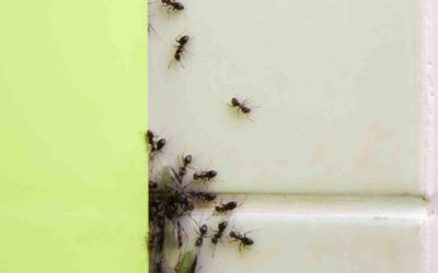 Les insectes les plus courants dans la maison : comment s&rsquo;en débarrasser ?