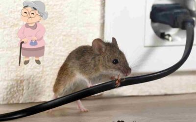 Se débarrasser des souris : 6 remèdes de grand-mère efficaces et naturels