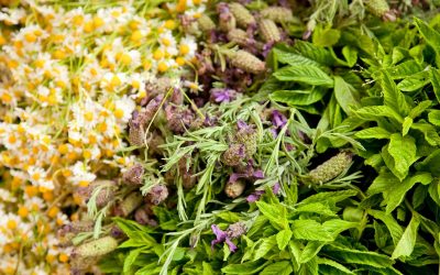 Semer ces 3 plantes ce week-end protégera votre potager des pucerons naturellement