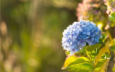 Les hortensias en fin de vie : comment les relancer ou les remplacer