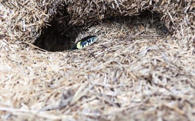 Serpents : comment repérer un trou de vipère et réagir sans danger