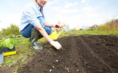 Les 3 légumes à semer maintenant pour une récolte dès la fin de l’été