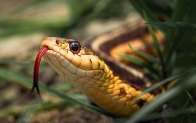 Potager : ces odeurs qui attirent les serpents sans que vous le sachiez