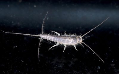 Poissons d’argent : comment s’en débarrasser naturellement et efficacement