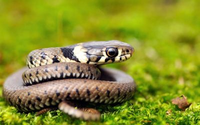 Jardin : astuces d’experts pour éloigner les serpents