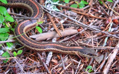Quels sont les serpents qui sifflent dans nos jardins ? Réponses d’experts