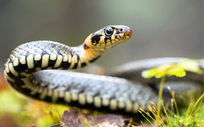 Se débarrasser des serpents dans son jardin : les méthodes qui marchent