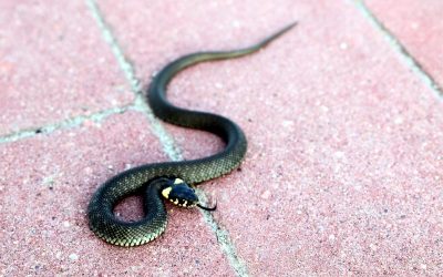 Ce coin anodin de votre jardin peut devenir un piège à vipères en cas de chaleur