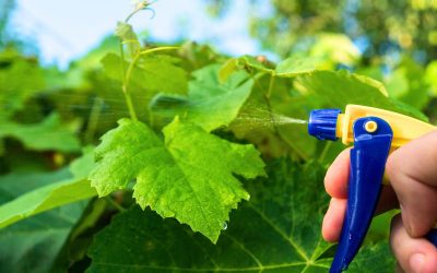 Moucherons : cet alcool est le plus efficace pour les faire fuir selon un expert