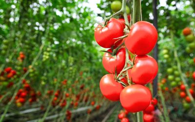 Tomates : 8 astuces infaillibles pour prévenir le mildiou au jardin