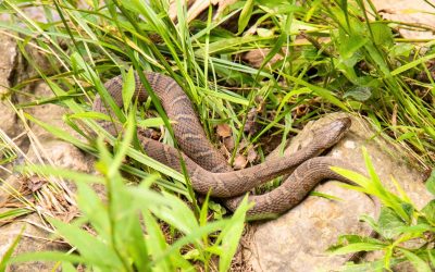 Voici les erreurs les plus courantes qui attirent les serpents dans votre jardin
