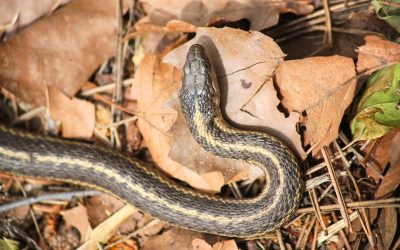 Cette carte dévoile les régions où les vipères se multiplient en 2025