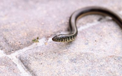 Pourquoi ce geste anodin le soir attire les vipères sur votre terrasse