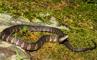 Le coin préféré des enfants au jardin est en réalité un repaire de vipères