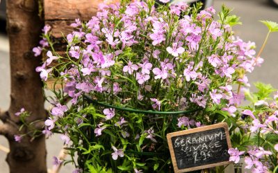 Ces fleurs qui résistent à la canicule et embellissent votre terrasse