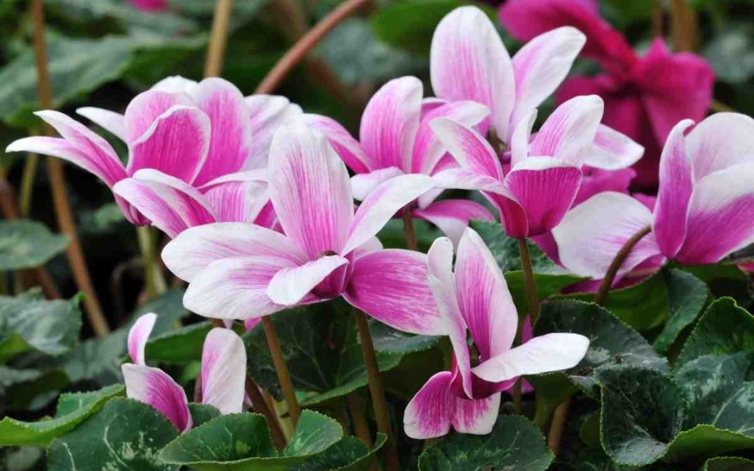 Comment garder un cyclamen d&rsquo;une année sur l&rsquo;autre ?