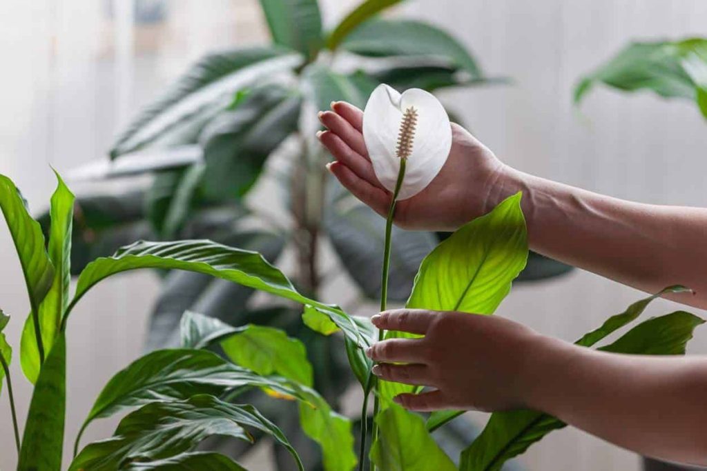 Spathiphyllum 
