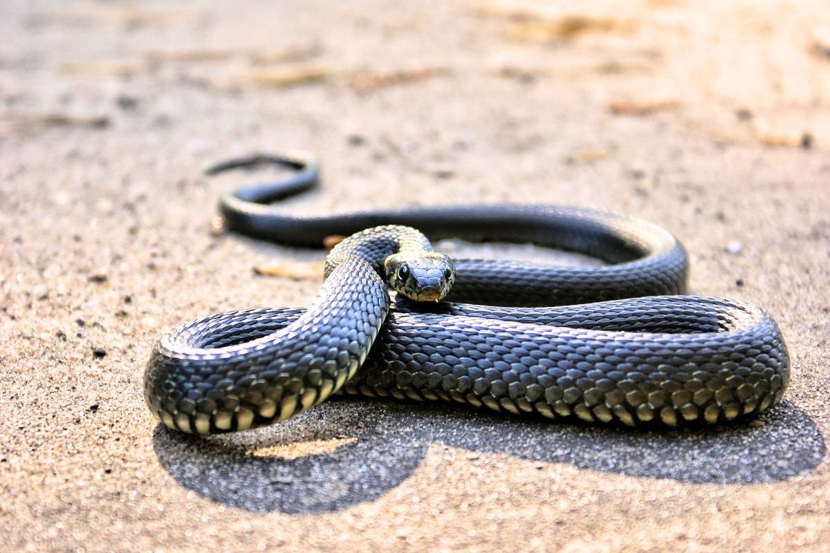 Vipères dans le jardin
